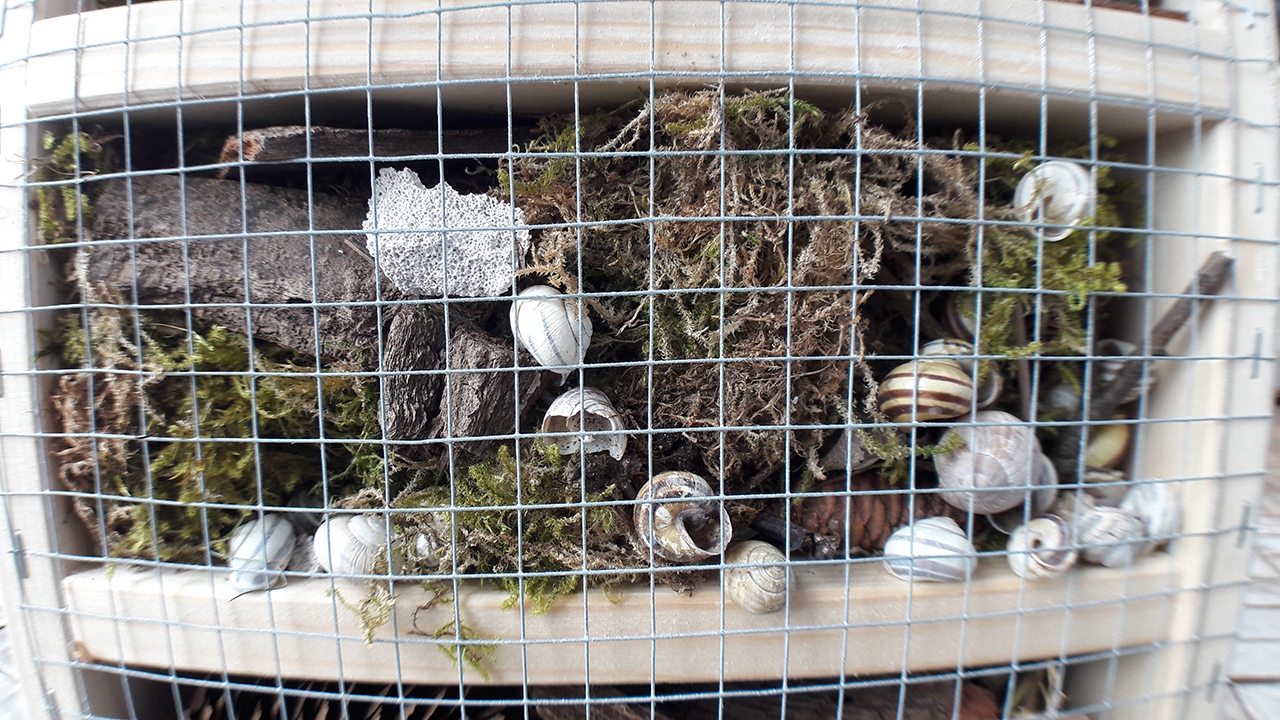 Insect Hotel Second Floor Moss and 
                            </picture>Shells Close Up